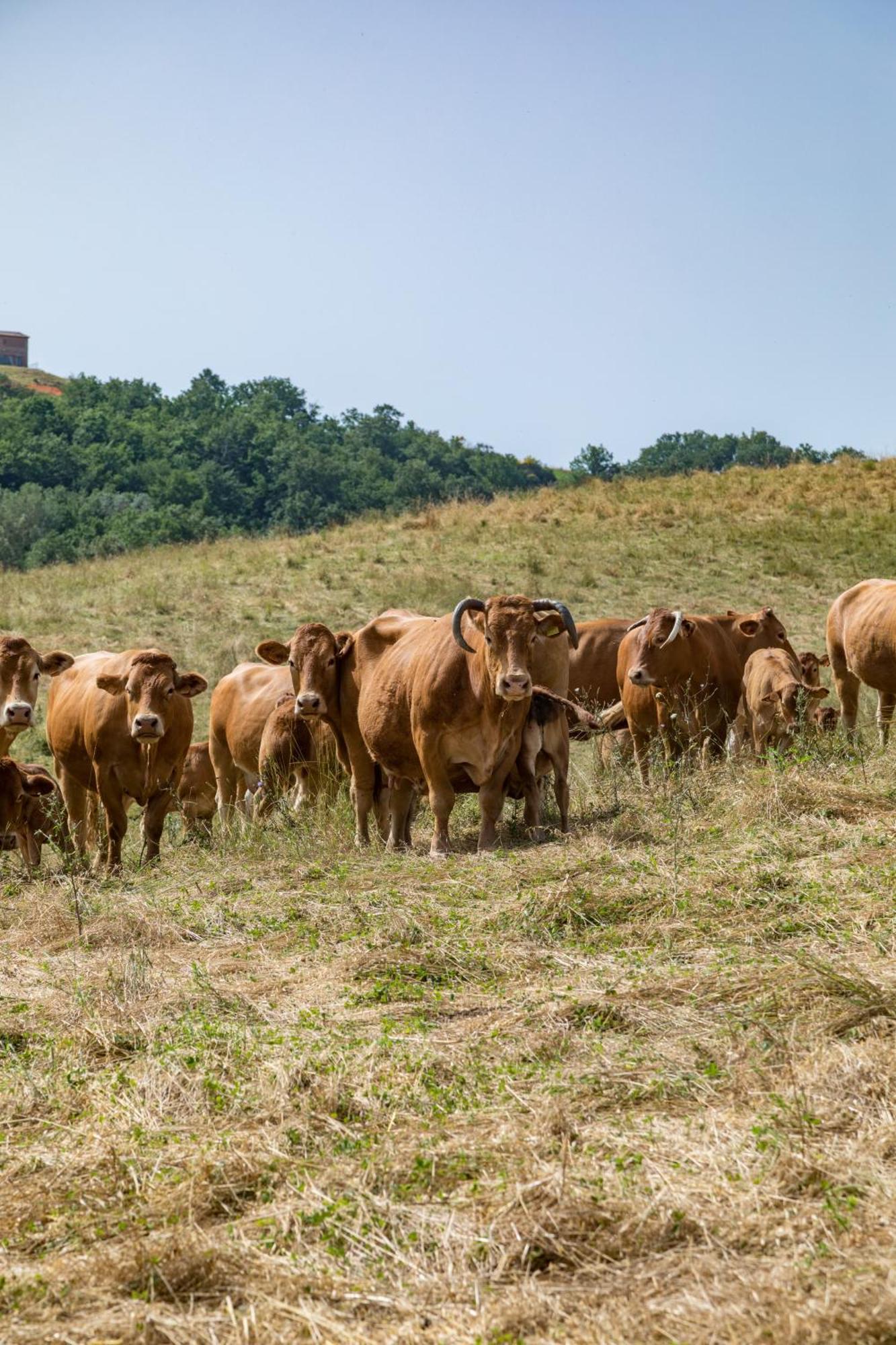 Villa Agriturismo Tenuta La Campana أسكيانو المظهر الخارجي الصورة